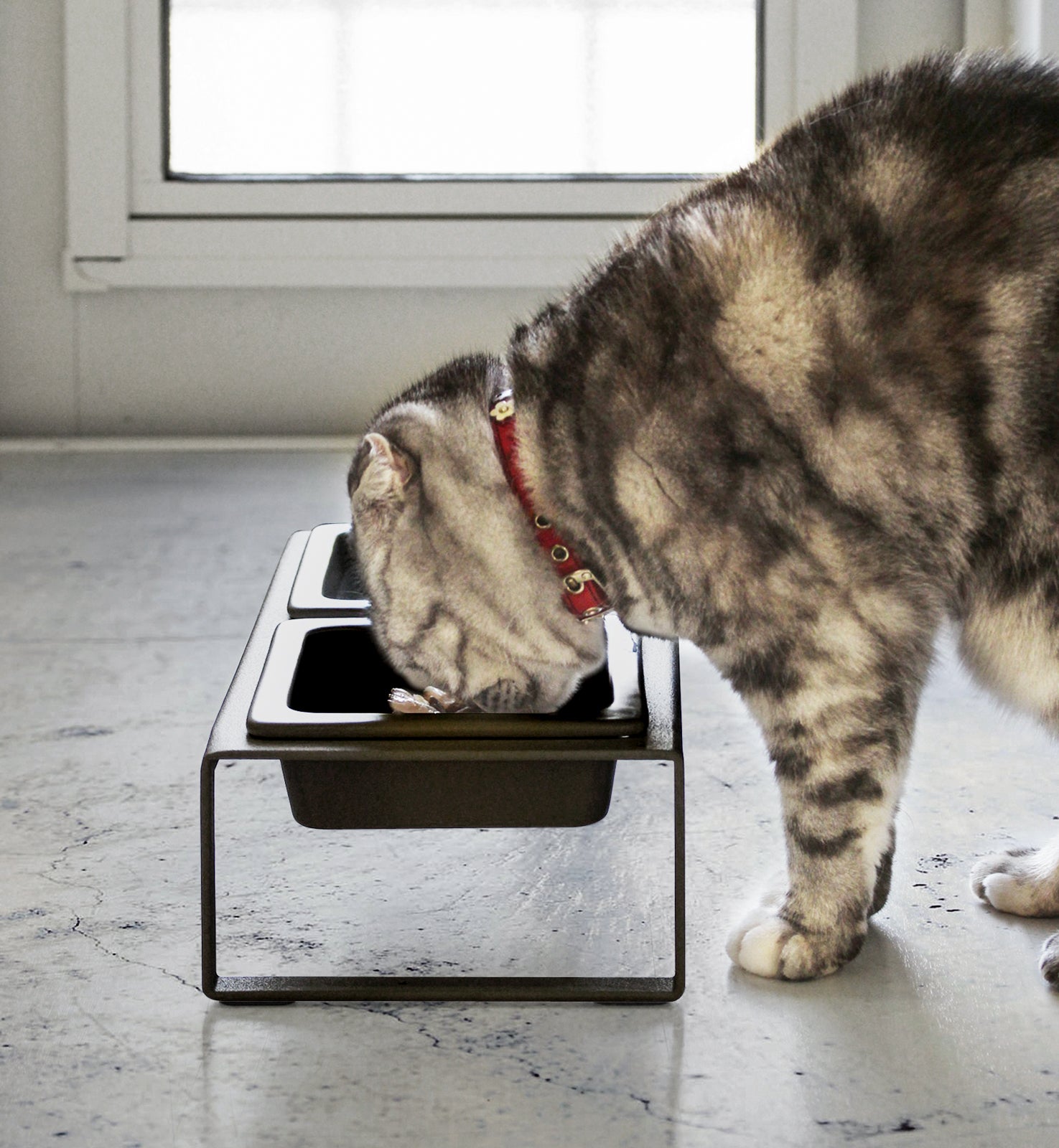 Pet Food Bowl - Tall - Steel + Ceramic - Image 7