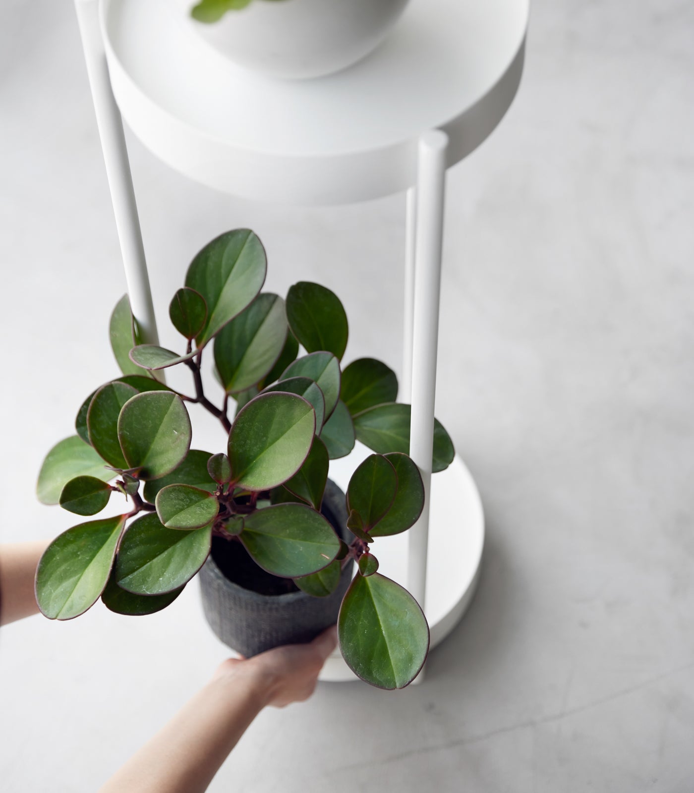 Two-Tier Rolling Plant Stand (28 H) - Steel - Image 5