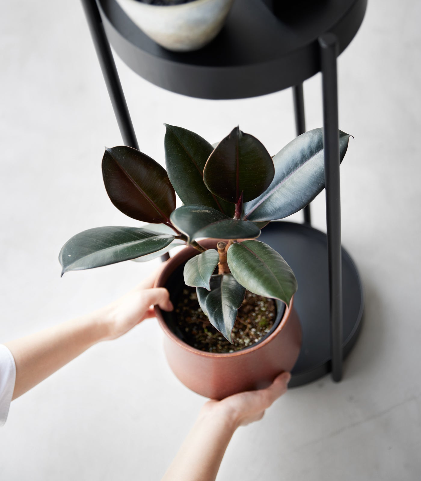 Two-Tier Rolling Plant Stand (28 H) - Steel - Image 13